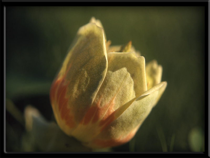 Liriodendron tulipifera L. - quiz -